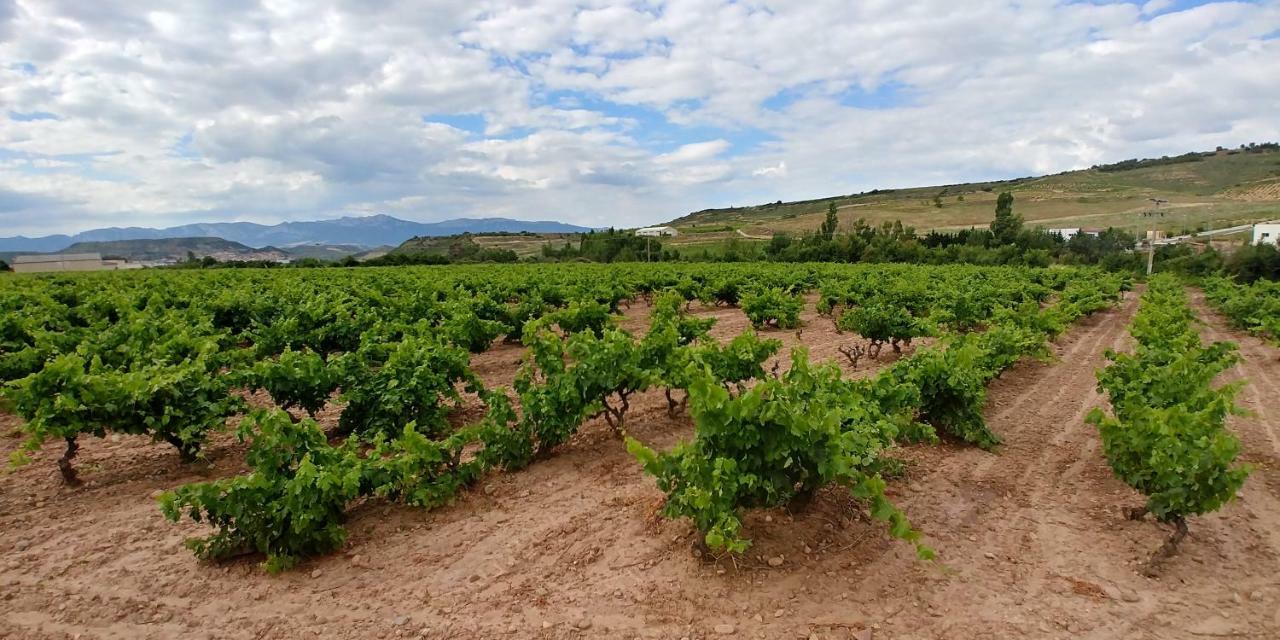 Apartamento Entrevinas En El Corazon De La Rioja Фуэнмайор Экстерьер фото